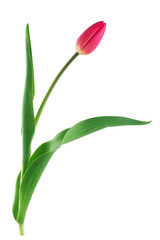 Fototapeta premium Red tulip with leave on a white background closeup
