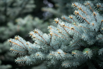 Naklejka na ściany i meble christmas tree, background from green fir tree branch, fluffy young branch fir tree with needles