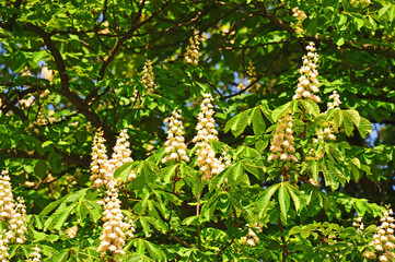 Fototapeta na wymiar Spring blossoming chestnut (Castanea sativa) flower