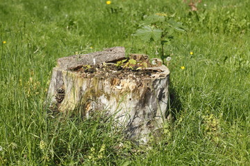 abgesägter Baumstamm auf einer Wiese