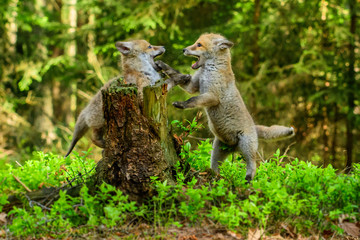Fox playing in the woods (Vulpes vulpes) 