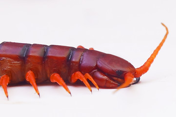 Isolated  Centipede Over White Background
