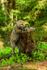 Fox playing in the woods (Vulpes vulpes) 