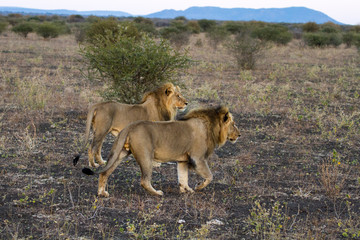 African black maned lion