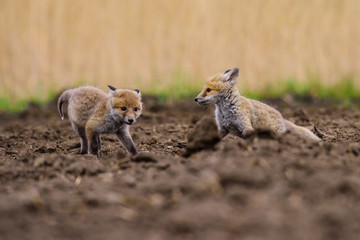 Fox playing in the woods (Vulpes vulpes) 