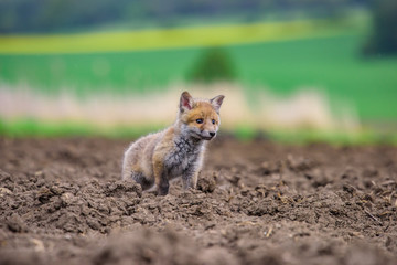 Fox playing in the woods (Vulpes vulpes) 