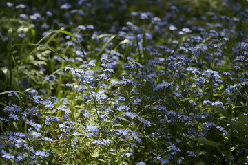 Glade of forget-me-nots