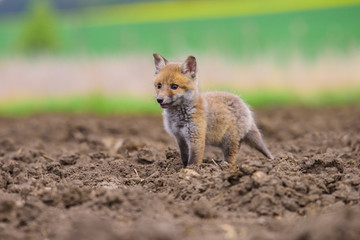Fox playing in the woods (Vulpes vulpes) 