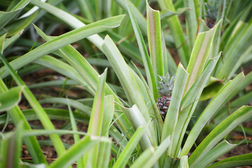 Obraz premium Pineapple plantation
