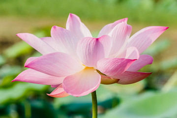  beautiful pink waterlily or lotus flower in pond