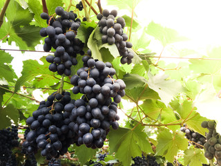 red grape on farm - agriculture in the north of Thailand
