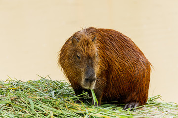 ig Capybara (hydrochoerus hydrochaeris) in the zoo