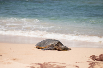 Green Sea Turtle Paia