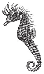 short-snouted seahorse (Hippocampus antiquorum) / vintage illustration © Hein Nouwens