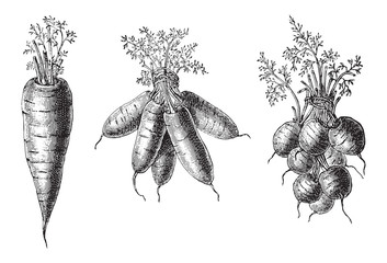 Set of carrots - vegetable / vintage illustration