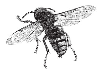 European hornet (Vespa crabro) / vintage illustration 