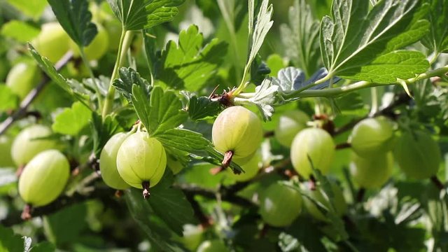 Green gooseberries. Homegrown organic fruit in the garden, 