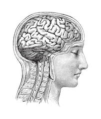 Fototapeta Human brain / vintage illustration obraz