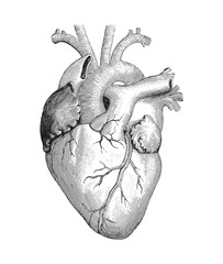 Human heart / vintage illustration - 158604628