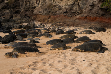 Hookipa Beach Turtles Schildkröten 2