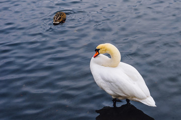 One Swan on the Pond.