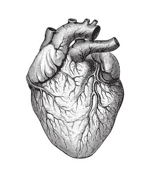 Human heart / vintage illustration