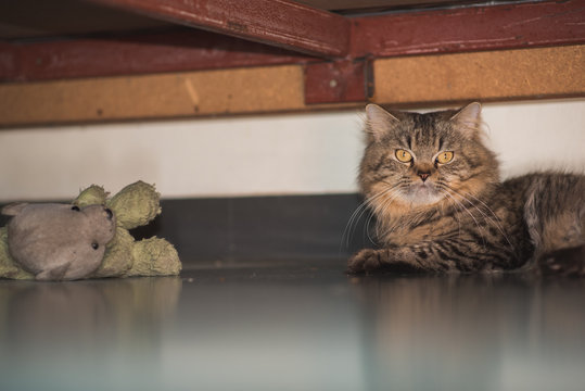 Cat and dirty plush toy hide under the bed. Fluffy tabby male cat takes rest in his shelter. The teddy bear is the cat's partner in games including sexual ones. The cat has never met other cats