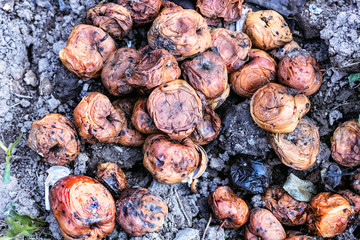 Rotten apples at day