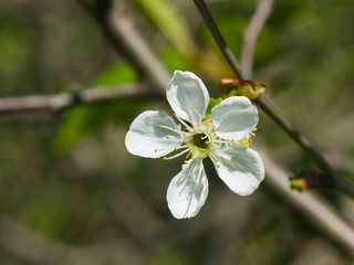 Blossom of cherry tree with bokeh background close-up, selective focus, shallow DOF
