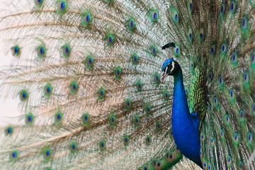 Portrait of beautiful peacock with feathers out.