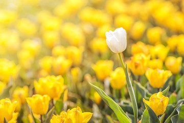 Tulip in Spring under sun ray, Beautiful and colourful tulip on sun light.