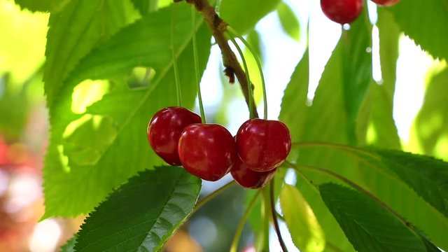 Cherries hanging on a cherry tree branch in the wind. Ripe red organic sweet cherry in the garden. 