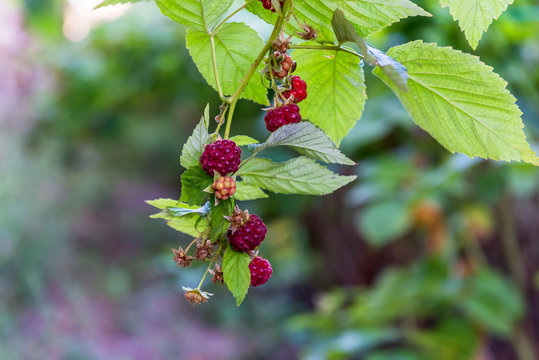 Bush with raspberry berries. Ukraine.

