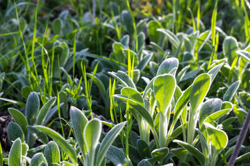 green leaf background texture