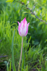 Fototapeta premium One beautiful spring pink tulip in the garden