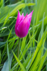 One beautiful spring pink tulip in the garden
