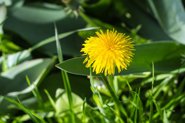 yellow dandelion flower, spring background