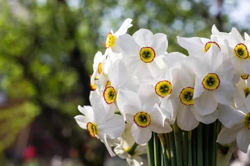 Foto op Plexiglas Bouquet of small white daffodil © dashtik