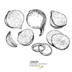 Vector hand drawn set of farm vegetables. Isolated sliced and whole onion. Engraved art. Organic sketched vegetarian objects.