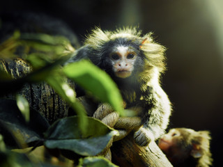 Oedipus Tamarin. Portrait of an unusual monkey