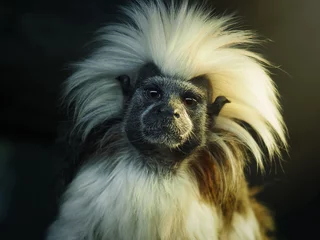 Foto auf Acrylglas Tieren Ödipus-Tamarin. Porträt eines ungewöhnlichen Affen