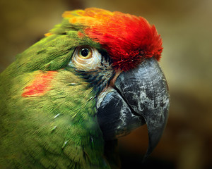 Portrait of a colourful parrot with a powerful beak
