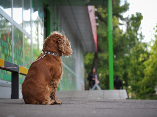 dog tied up outside a shop. waiting for the owner