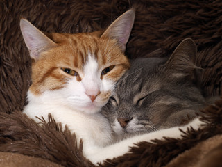 Cute cat under the warm fur blanket