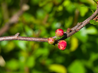 Japanese quince, Chaenomeles japonica, flower buds on branch macro, selective focus, shallow DOF