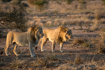 Wild black maned lion hunting