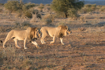 Wild black maned lion hunting