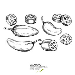 Vector hand drawn set of farm vegetables. Isolated hot chilli jalapeno pepper. Engraved art. Organic sketched vegetarian objects. - obrazy, fototapety, plakaty