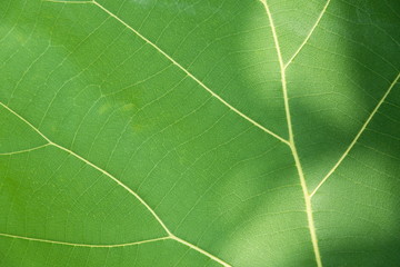 Green leaf with veins.