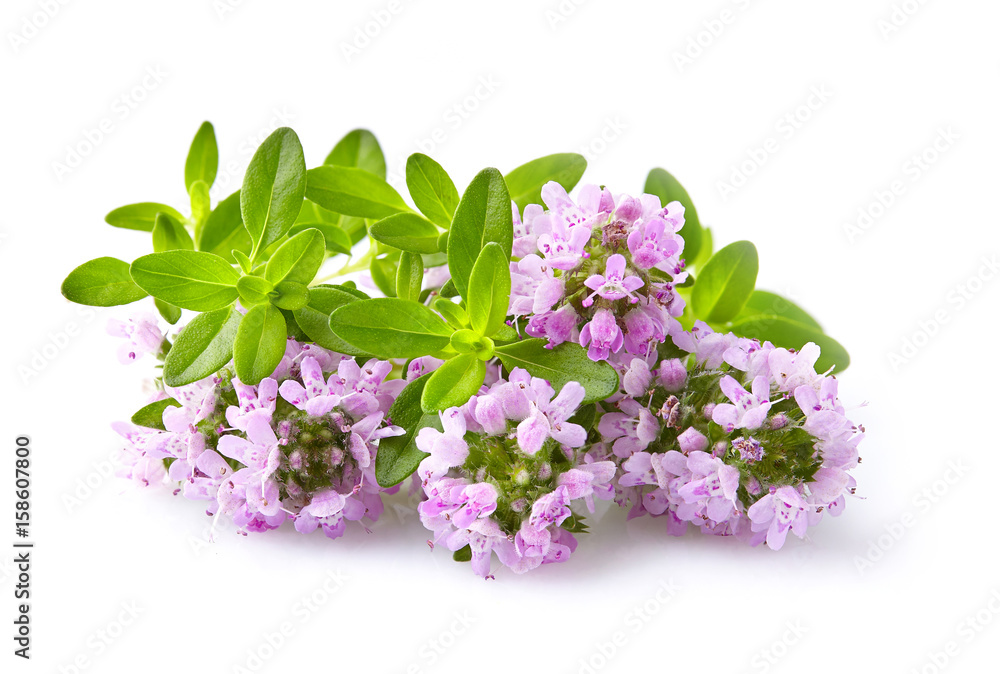 Sticker thyme flowers